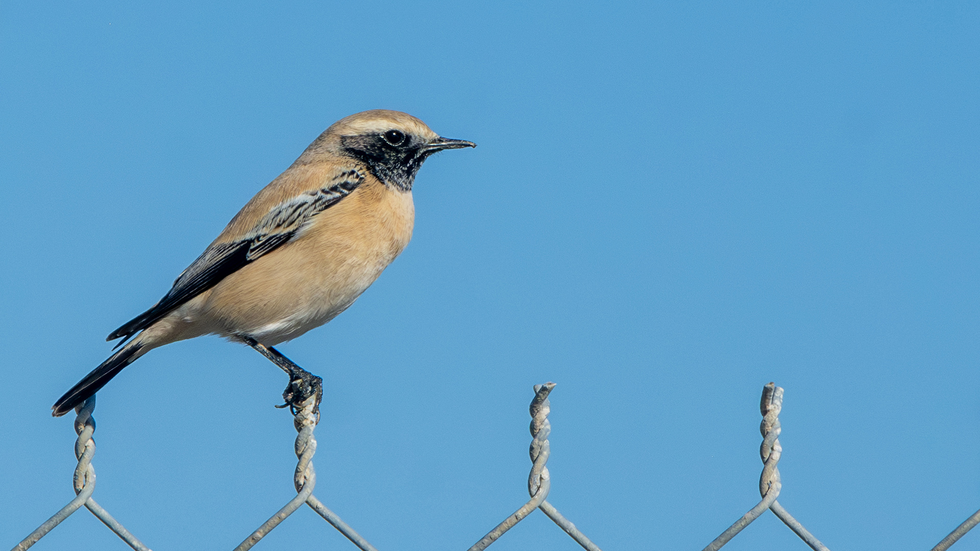 Desert Wheatear